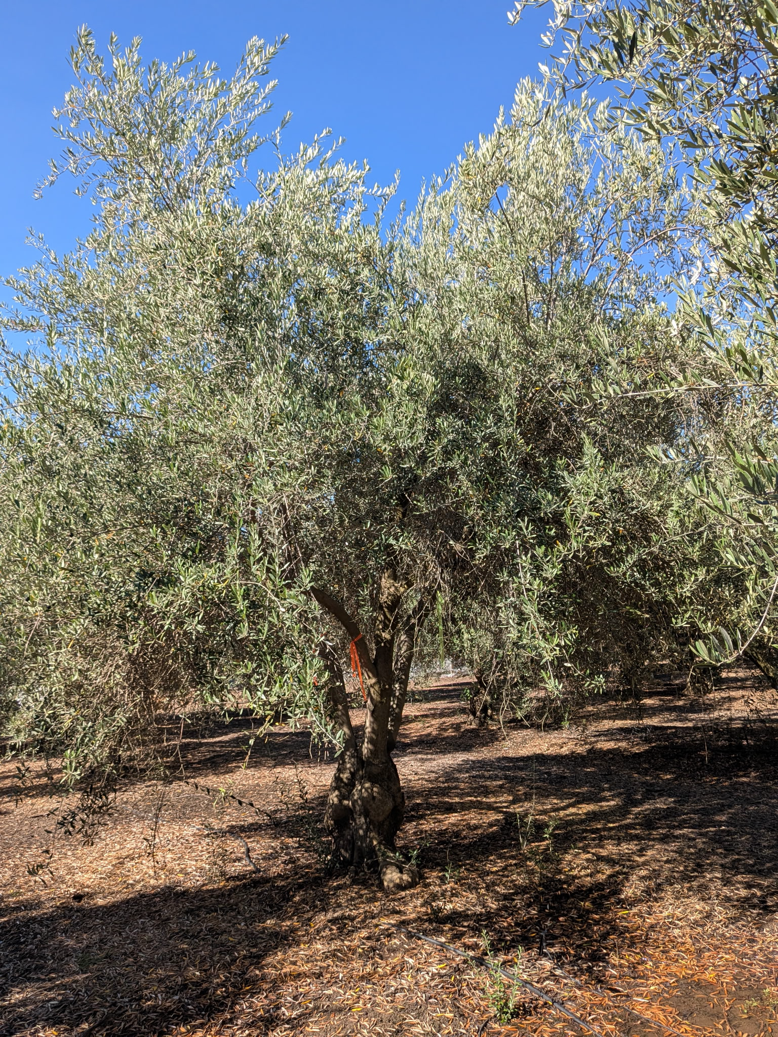 Mature heritage olive tree in California's Central Valley